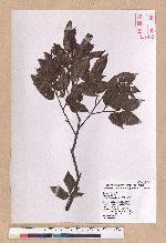 Fagus hayatae Palib. 臺灣山毛櫸