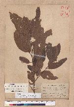 Quercus tatakaensis Tomiya 銳葉高山櫟