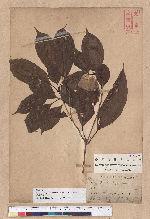 Cyclobalanopsis repandaefolia (Liao) Liao 波緣葉櫟