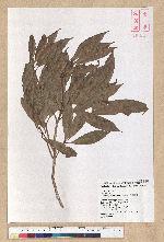 Machilus psendolongifolia Hayata 假長葉楠