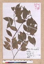 Cinnamomum insulari-montanum Hayata 山肉桂(台灣肉桂)