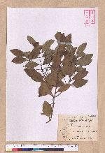 Cinnamomum reticulatum Hayata 土樟