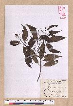 Cinnamomum insulari-montanum Hayata 山肉桂(台灣肉桂)