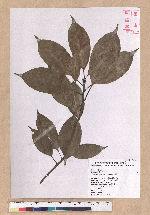 Pasania rhombocarpa Hayata 菱果石櫟