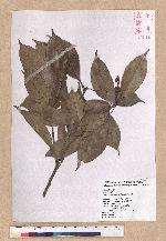 Pasania rhombocarpa Hayata 菱果石櫟