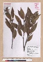 Cyclobalanopsis morii (Hayata) Schott. 森氏櫟(赤椆)