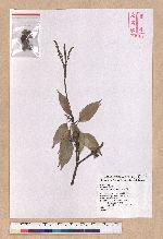 Pasania glabra (Thunb.) Oerst. 子彈石櫟