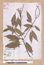 Pasania glabra (Thunb.) Oerst. 子彈石櫟