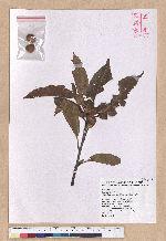 Cyclobalanopsis morii (Hayata) Schott. 森氏櫟(赤椆)