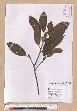 Cyclobalanopsis morii (Hayata) Schott. 森氏櫟(赤椆)