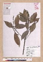 Pasania ternaticupula (Hayata) Schott 三斗石櫟