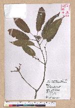 Cyclobalanopsis stenophylloides (Hayata) Kudo & Masamune ex Kudo 狹葉櫟