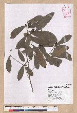 Litsea hypophaea Hayata 小梗木薑子(黃肉樹)