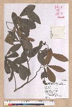 Litsea hypophaea Hayata 小梗木薑子(黃肉樹)