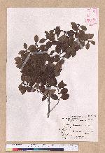 Lindera akoensis Hayata 內冬子
