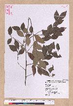 Lindera akoensis Hayata 內冬子
