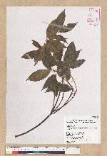 Neolitsea parvigemma (Hayata) Kanehira & Sasaki 小芽新木薑子