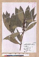 Litsea acuminata (Blume) Kurata 長葉木薑子