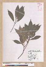 Machilus konishii Hayata 小西氏楠