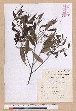 Castanopsis carlesii (Hemsl.) Hayata 長尾栲