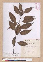 Cyclobalanopsis morii (Hayata) Schott. 森氏櫟(赤椆)
