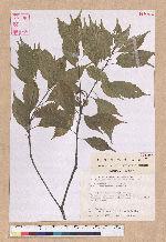 Pasania kodaihoensis (Hayata) Li 后大埔石櫟