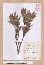 Pasania dodonaeifolia (Hayata) Hayata 柳葉柯