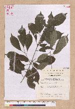 Pasania kodaihoensis (Hayata) Li 后大埔石櫟