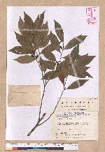 Lindera communis Hemsl. 香葉樹