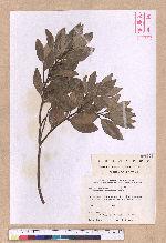 Cinnamomum reticulatum Hayata 土樟