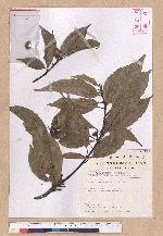 Cyclobalanopsis glauca (Thunb.) Oerst. 青剛櫟