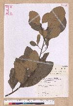 Litsea akoensis Hayata 屏東木薑子