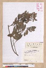 Litsea krukovii Kosterm. 小梗木薑子