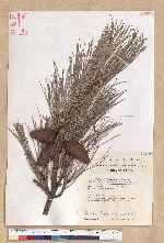 Pinus taiwanensis Hayata 臺灣二葉松