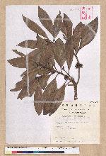 Machilus japonica Siebold et Zucc. var. kusanoi (Hayata) Liao 大葉楠