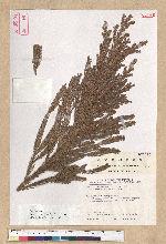 Cryptomeria japonica (L. f.) D. Don 柳杉