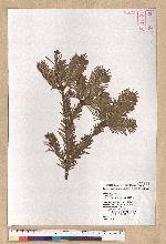 Abies kawakamii (Hayata) Ito 臺灣冷杉