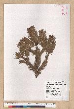 Abies kawakamii (Hayata) Ito 臺灣冷杉