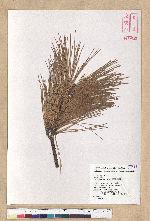 Abies kawakamii (Hayata) Ito 臺灣冷杉