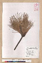 Pinus taiwanensis Hayata 臺灣二葉松