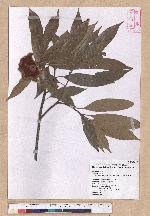 Cyclobalanopsis pachyloma (O. Seem.) Schott. 金斗椆