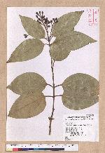 Cinnamomum kotoense Kanehira & Sasaki 蘭嶼肉桂