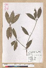 Neolitsea variabillima (Hayata) Kanehira & Sasaki 變葉新木薑子