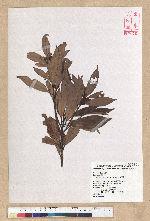 Machilus thunbergii Siebold & Zucc. 紅楠(豬腳楠)