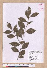 Lindera akoensis Hayata 內冬子