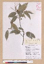 Castanopsis formosana (Skan) Hayata 臺灣栲