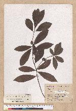 Litsea hypophaea Hayata 小梗木薑子(黃肉樹)