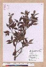 Lindera akoensis Hayata 內冬子