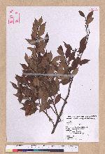 Lindera akoensis Hayata 內冬子