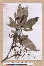 Quercus variabilis Blume 栓皮櫟